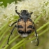 Bee beetle - Trichius fasciatus | Fotografijos autorius : Žilvinas Pūtys | © Macronature.eu | Macro photography web site