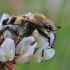 Bee beetle - Trichius fasciatus | Fotografijos autorius : Agnė Našlėnienė | © Macronature.eu | Macro photography web site