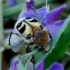 Bee beetle - Trichius fasciatus | Fotografijos autorius : Romas Ferenca | © Macronature.eu | Macro photography web site