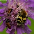 Bee beetle - Trichius fasciatus | Fotografijos autorius : Romas Ferenca | © Macrogamta.lt | Šis tinklapis priklauso bendruomenei kuri domisi makro fotografija ir fotografuoja gyvąjį makro pasaulį.