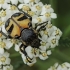 Bee beetle - Trichius fasciatus | Fotografijos autorius : Gintautas Steiblys | © Macronature.eu | Macro photography web site