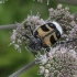 Bee beetle - Trichius fasciatus | Fotografijos autorius : Vytautas Gluoksnis | © Macronature.eu | Macro photography web site