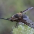 Bee fly - Bombylius medius ♀ | Fotografijos autorius : Žilvinas Pūtys | © Macrogamta.lt | Šis tinklapis priklauso bendruomenei kuri domisi makro fotografija ir fotografuoja gyvąjį makro pasaulį.