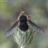 Bee fly - Bombylius medius ♂ | Fotografijos autorius : Žilvinas Pūtys | © Macronature.eu | Macro photography web site