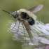 Bee fly - Bombylius venosus ♂ | Fotografijos autorius : Žilvinas Pūtys | © Macrogamta.lt | Šis tinklapis priklauso bendruomenei kuri domisi makro fotografija ir fotografuoja gyvąjį makro pasaulį.