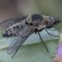 Bee fly - Conophorus glaucescens ♀ | Fotografijos autorius : Žilvinas Pūtys | © Macronature.eu | Macro photography web site