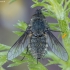 Bee fly - Conophorus glaucescens ♂ | Fotografijos autorius : Žilvinas Pūtys | © Macronature.eu | Macro photography web site