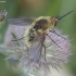 Bee fly - Systoechus ctenopterus ♀ | Fotografijos autorius : Žilvinas Pūtys | © Macronature.eu | Macro photography web site