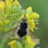 Bee fly - Systoechus ctenopterus ♂ | Fotografijos autorius : Gintautas Steiblys | © Macronature.eu | Macro photography web site