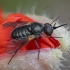 Bee fly - Usia cf. lata ♂ | Fotografijos autorius : Žilvinas Pūtys | © Macrogamta.lt | Šis tinklapis priklauso bendruomenei kuri domisi makro fotografija ir fotografuoja gyvąjį makro pasaulį.