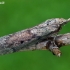 Bee moth - Aphomia sociella  | Fotografijos autorius : Gintautas Steiblys | © Macronature.eu | Macro photography web site