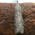 Bee moth - Aphomia sociella | Fotografijos autorius : Vytautas Gluoksnis | © Macronature.eu | Macro photography web site