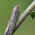 Bee moth - Aphomia sociella | Fotografijos autorius : Darius Baužys | © Macronature.eu | Macro photography web site