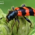 Bee-eating beetle - Trichodes apiarius  | Fotografijos autorius : Gintautas Steiblys | © Macronature.eu | Macro photography web site
