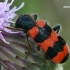 Bee-eating beetle - Trichodes apiarius  | Fotografijos autorius : Gintautas Steiblys | © Macronature.eu | Macro photography web site