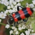 Bee-eating beetle - Trichodes apiarius | Fotografijos autorius : Vytautas Gluoksnis | © Macronature.eu | Macro photography web site