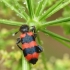 Bitinis keršvabalis - Trichodes apiarius | Fotografijos autorius : Vidas Brazauskas | © Macronature.eu | Macro photography web site