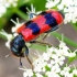 Bee-eating beetle - Trichodes apiarius | Fotografijos autorius : Romas Ferenca | © Macronature.eu | Macro photography web site