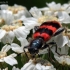 Bee-eating beetle - Trichodes apiarius | Fotografijos autorius : Valdimantas Grigonis | © Macronature.eu | Macro photography web site