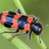 Bee-eating beetle - Trichodes apiarius | Fotografijos autorius : Kazimieras Martinaitis | © Macronature.eu | Macro photography web site