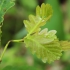 Bekotis ąžuolas - Quercus petraea | Fotografijos autorius : Gintautas Steiblys | © Macrogamta.lt | Šis tinklapis priklauso bendruomenei kuri domisi makro fotografija ir fotografuoja gyvąjį makro pasaulį.