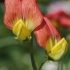 Belin pea - Lathyrus belinensis | Fotografijos autorius : Gintautas Steiblys | © Macronature.eu | Macro photography web site