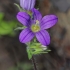 Bellflower - Campanula propinqua | Fotografijos autorius : Gintautas Steiblys | © Macronature.eu | Macro photography web site