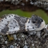 Beržinis dviuodegis - Furcula bicuspis | Fotografijos autorius : Žilvinas Pūtys | © Macrogamta.lt | Šis tinklapis priklauso bendruomenei kuri domisi makro fotografija ir fotografuoja gyvąjį makro pasaulį.