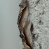 Beržinis kuodis - Pheosia gnoma | Fotografijos autorius : Vytautas Gluoksnis | © Macrogamta.lt | Šis tinklapis priklauso bendruomenei kuri domisi makro fotografija ir fotografuoja gyvąjį makro pasaulį.