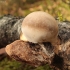 Beržinis pintenis - Fomitopsis betulina | Fotografijos autorius : Vytautas Gluoksnis | © Macrogamta.lt | Šis tinklapis priklauso bendruomenei kuri domisi makro fotografija ir fotografuoja gyvąjį makro pasaulį.