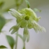 Uoginė krūmsargė - Silene baccifera | Fotografijos autorius : Zita Gasiūnaitė | © Macronature.eu | Macro photography web site