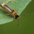 Besotis minkštavabalis - Malthinus punctatus | Fotografijos autorius : Gintautas Steiblys | © Macrogamta.lt | Šis tinklapis priklauso bendruomenei kuri domisi makro fotografija ir fotografuoja gyvąjį makro pasaulį.