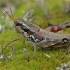 Besparnis skėriukas - Podisma pedestris ♀ | Fotografijos autorius : Gintautas Steiblys | © Macrogamta.lt | Šis tinklapis priklauso bendruomenei kuri domisi makro fotografija ir fotografuoja gyvąjį makro pasaulį.