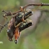 Besparnis skėriukas - Podisma pedestris | Fotografijos autorius : Gintautas Steiblys | © Macrogamta.lt | Šis tinklapis priklauso bendruomenei kuri domisi makro fotografija ir fotografuoja gyvąjį makro pasaulį.