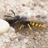 Bičių vilkas - Philanthus triangulus | Fotografijos autorius : Vytautas Tamutis | © Macrogamta.lt | Šis tinklapis priklauso bendruomenei kuri domisi makro fotografija ir fotografuoja gyvąjį makro pasaulį.