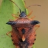 Bilberry shieldbug - Elasmucha ferrugata  | Fotografijos autorius : Gintautas Steiblys | © Macronature.eu | Macro photography web site