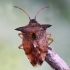 Bilberry shieldbug - Elasmucha ferrugata | Fotografijos autorius : Kazimieras Martinaitis | © Macronature.eu | Macro photography web site