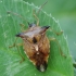 Bilberry shieldbug - Elasmucha ferrugata | Fotografijos autorius : Vidas Brazauskas | © Macronature.eu | Macro photography web site
