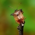 Bilberry shieldbug - Elasmucha ferrugata | Fotografijos autorius : Romas Ferenca | © Macronature.eu | Macro photography web site