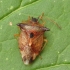 Bilberry shieldbug - Elasmucha ferrugata | Fotografijos autorius : Vidas Brazauskas | © Macronature.eu | Macro photography web site