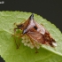 Bilberry shieldbug - Elasmucha ferrugata | Fotografijos autorius : Darius Baužys | © Macronature.eu | Macro photography web site