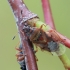 Birch Catkin Bug - Kleidocerys resedae  | Fotografijos autorius : Gintautas Steiblys | © Macronature.eu | Macro photography web site