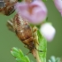 Skaidriasparnė dirvablakė - Kleidocerys resedae, nimfos | Fotografijos autorius : Vidas Brazauskas | © Macronature.eu | Macro photography web site