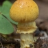 Birch Webcap - Cortinarius triumphans | Fotografijos autorius : Žilvinas Pūtys | © Macronature.eu | Macro photography web site