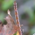 Birch mocha - Cyclophora albipunctata (caterpillar) | Fotografijos autorius : Romas Ferenca | © Macronature.eu | Macro photography web site