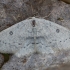 Birch mocha - Cyclophora albipunctata | Fotografijos autorius : Žilvinas Pūtys | © Macronature.eu | Macro photography web site