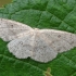 Birch mocha - Cyclophora albipunctata | Fotografijos autorius : Gintautas Steiblys | © Macronature.eu | Macro photography web site