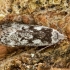 Birch sober - Anacampsis blattariella | Fotografijos autorius : Žilvinas Pūtys | © Macronature.eu | Macro photography web site