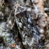 Birch sober - Anacampsis blattariella | Fotografijos autorius : Oskaras Venckus | © Macronature.eu | Macro photography web site