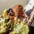 Bird-Cherry Weevil - Anthonomus rectirostris  | Fotografijos autorius : Oskaras Venckus | © Macronature.eu | Macro photography web site